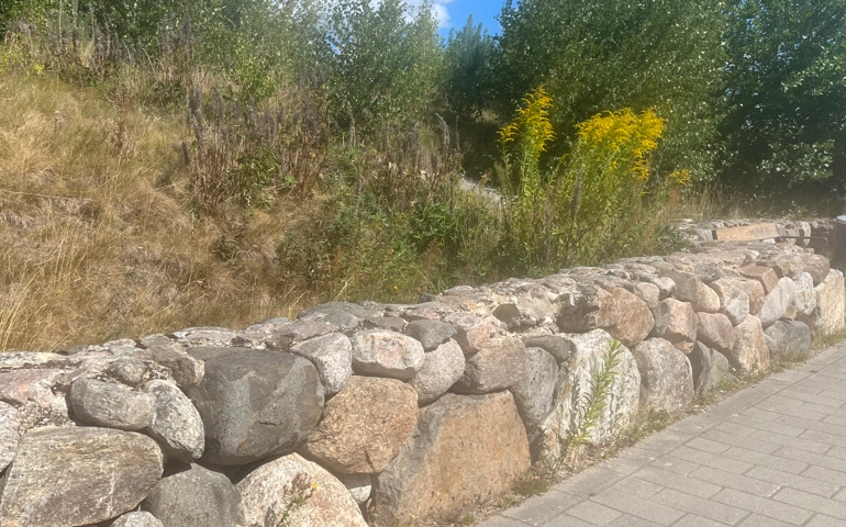 Stenmur med växtlighet ovanför, bland annat en växt med gula blommor som heter Kanadensisk Gullris som är invasiv