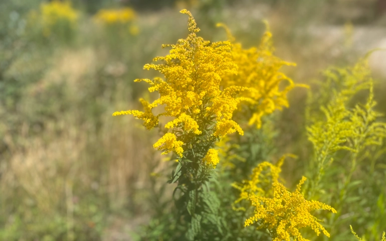 Närbild på en växt med gula blommor som heter Kanadensisk Gullris som är invasiv