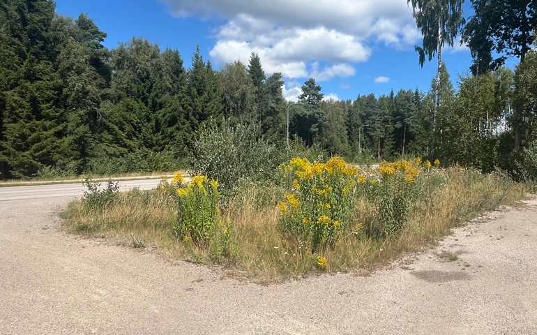 Ett område med växtlighet vid en väg. det växer bland annat en växt med gula blommor som heter Kanadensisk Gullris som är invasiv.